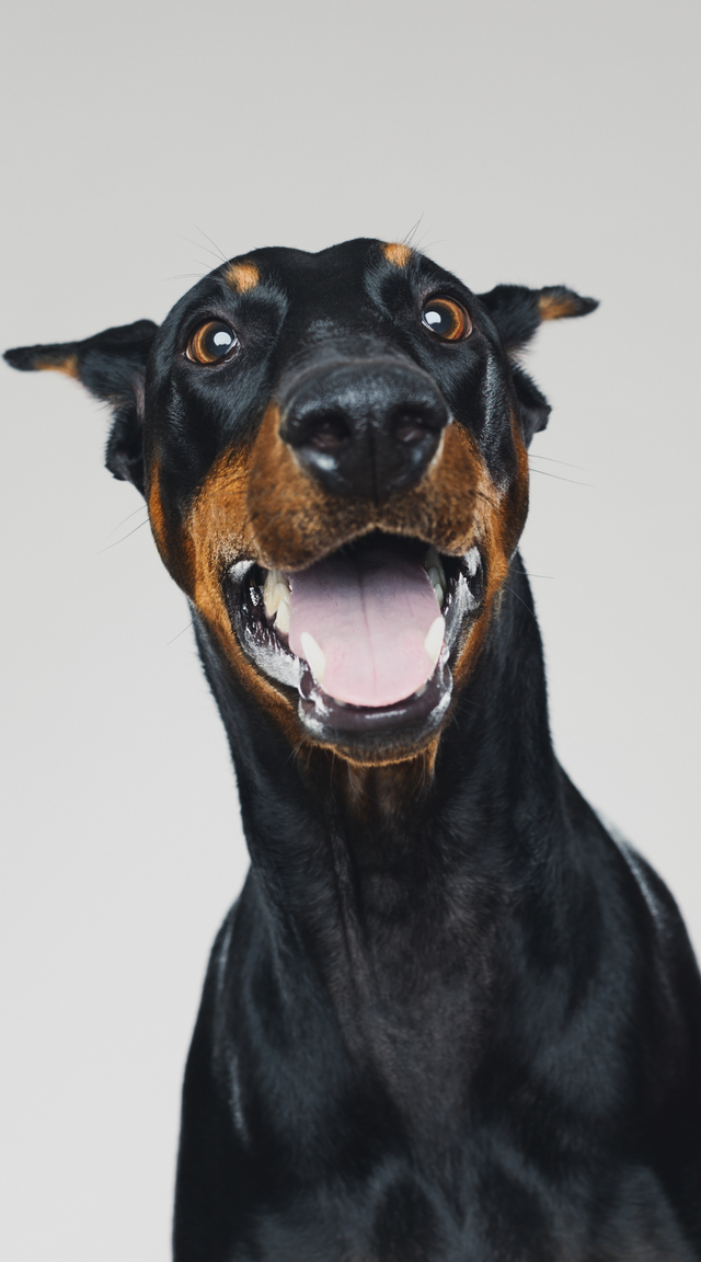 The Paw-sitive Influence: How Pets Improve Your Mental and Physical Health