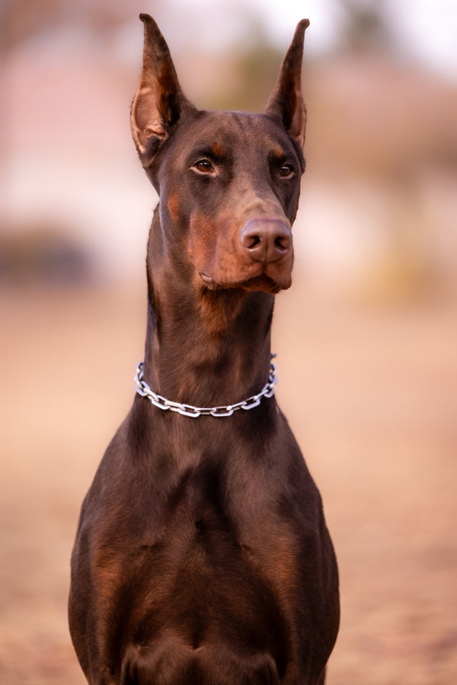 Silver necklace on brown male doberman pinscher 