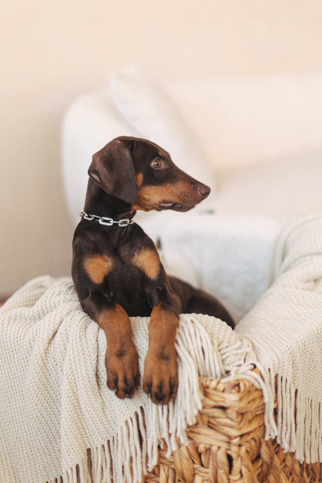Side profile of brown doberman in silver link necklace inside a cream & brown basket